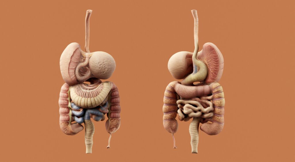 A 3D image of human body organs