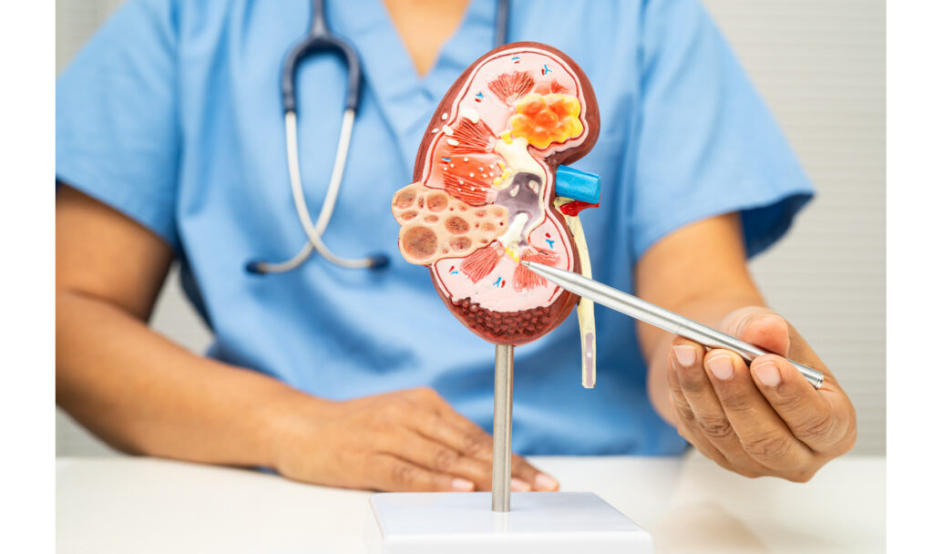 doctor explaining about kidney