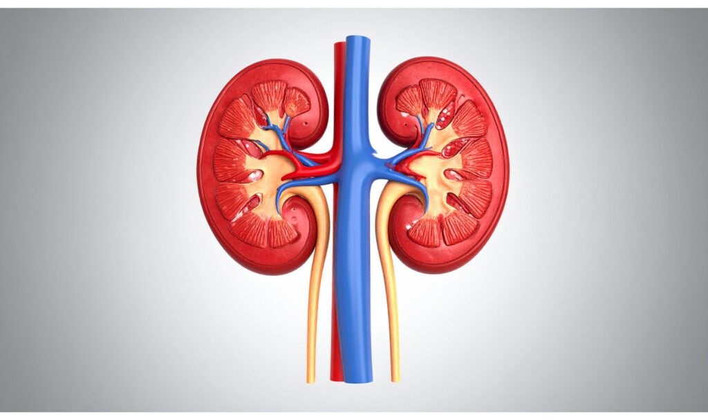 2D kidney